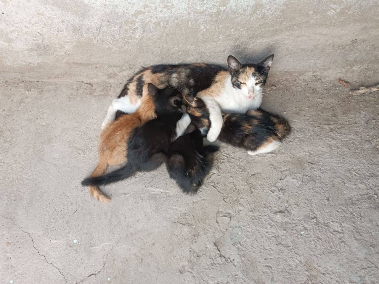 Pedigre zotli mushuk bollari sotiladi